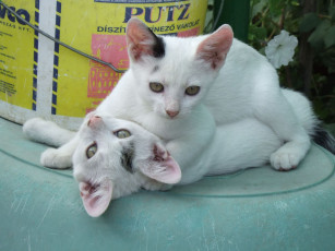 Картинка животные коты