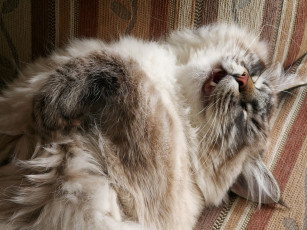 Картинка животные коты