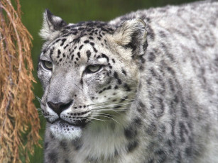 Картинка животные снежный барс ирбис