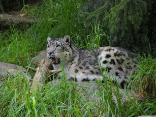 Картинка животные снежный барс ирбис