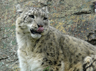 Картинка животные снежный барс ирбис