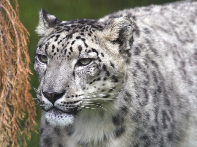 Обои картинки фото животные, снежный, барс, ирбис