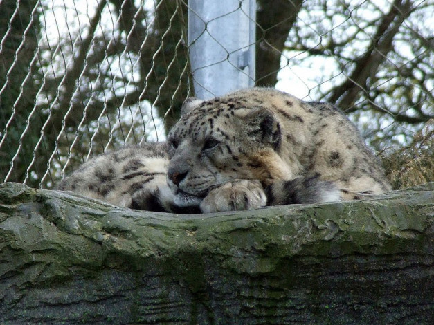 Обои картинки фото животные, снежный, барс, ирбис