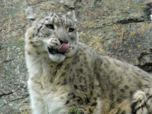 Обои картинки фото животные, снежный, барс, ирбис