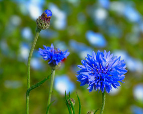 Картинка цветы васильки