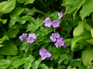 Картинка цветы герань