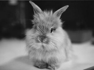 Картинка животные кролики зайцы