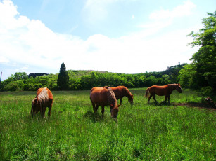 Картинка животные лошади