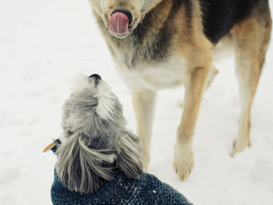 Картинка животные собаки