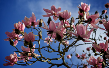 Картинка цветы магнолии