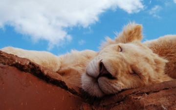 Картинка животные львы