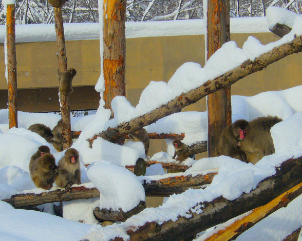 Обои картинки фото животные, обезьяны