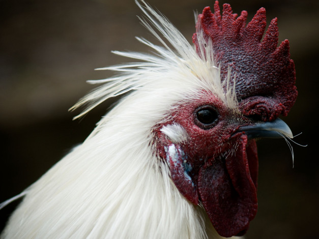Обои картинки фото животные, куры, петухи