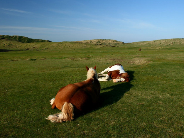 Обои картинки фото животные, лошади