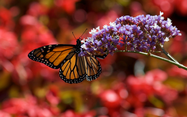 Обои картинки фото животные, бабочки