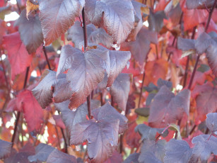 Картинка природа листья осень капли