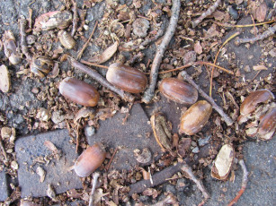 Картинка природа шишки жёлуди каштаны осень