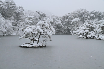 Картинка природа зима снег деревья