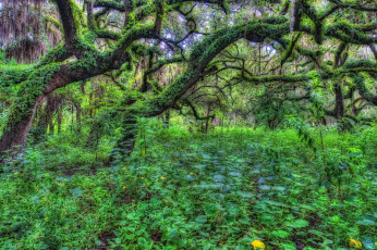 Картинка природа деревья заросли зеленый корявый