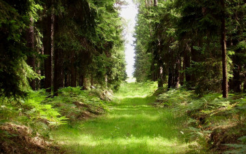 Картинка природа дороги ели папоротник дорога трава