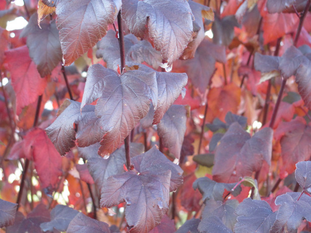 Обои картинки фото природа, листья, осень, капли