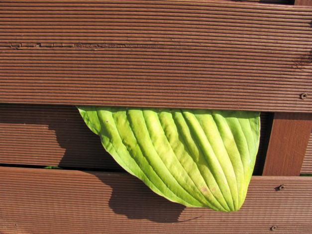 Обои картинки фото природа, листья, зеленый