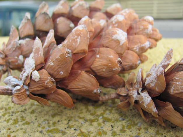 Обои картинки фото природа, шишки, жёлуди, каштаны, смола