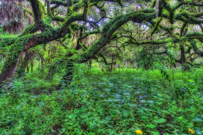 Обои картинки фото природа, деревья, заросли, зеленый, корявый