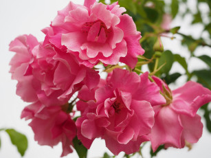 Картинка цветы розы макро лепестки