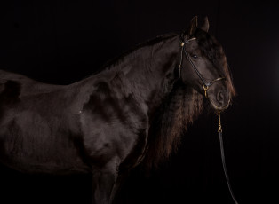 Картинка животные лошади красавец вороной