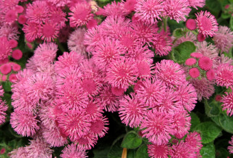 обоя цветы, агератум, пушистики