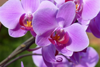 Картинка цветы орхидеи розовый