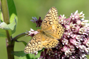 Картинка животные бабочки крылья