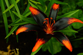 Картинка цветы лилии +лилейники оригинальная