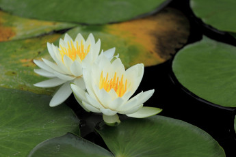 Картинка цветы лилии+водяные +нимфеи +кувшинки пара