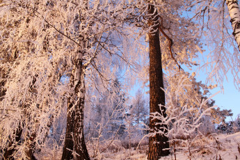 Картинка природа зима снег деревья