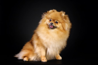 Картинка животные собаки шпиц