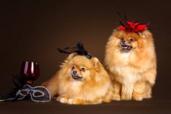 Картинка животные собаки шпицы