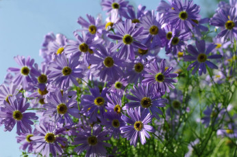 Картинка цветы ромашки сиреневый