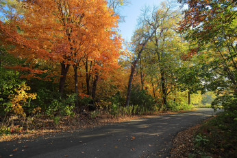 Картинка природа дороги дорога осень лес