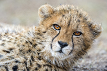 Картинка животные гепарды портрет