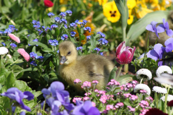 Картинка животные гуси цветы