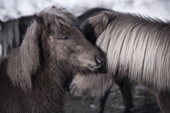 Картинка животные лошади пони пара
