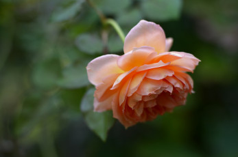 Картинка цветы розы кремовая