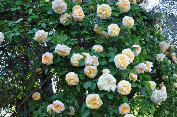 Картинка цветы розы куст