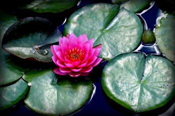Картинка цветы лилии+водяные +нимфеи +кувшинки листья водоем лилия