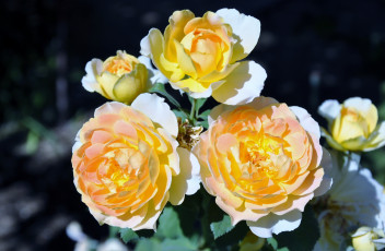 Картинка цветы розы желтый