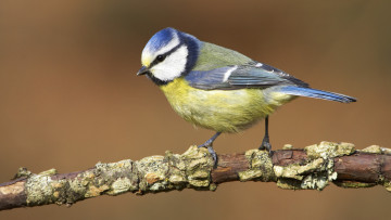 Картинка животные синицы +лазоревки