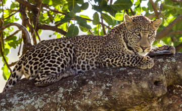 Картинка животные леопарды кошка