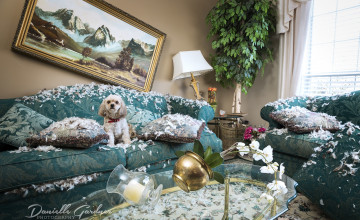 Картинка а+чё +я+ничё животные собаки невинность бардак